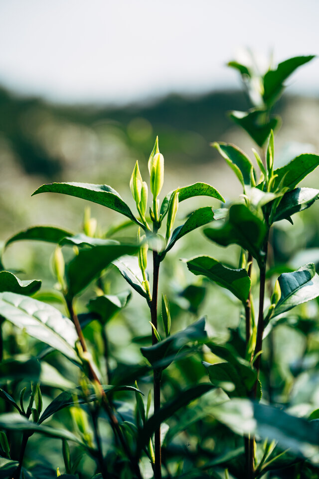 tea leaves