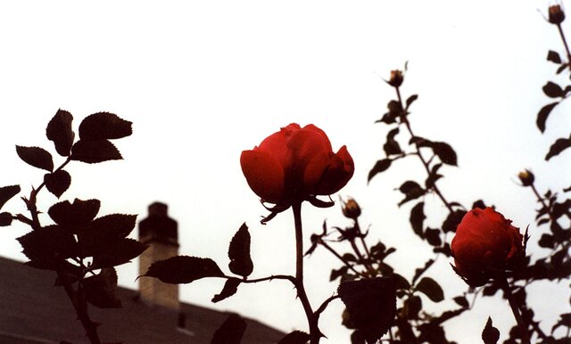 Flowers, Sky