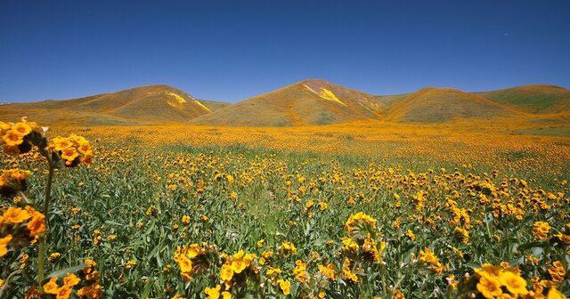 California_Wildflowers_off_Bitterwater-fb