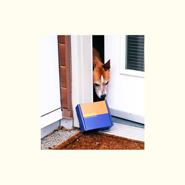 A sweet pup looking at our shipping box