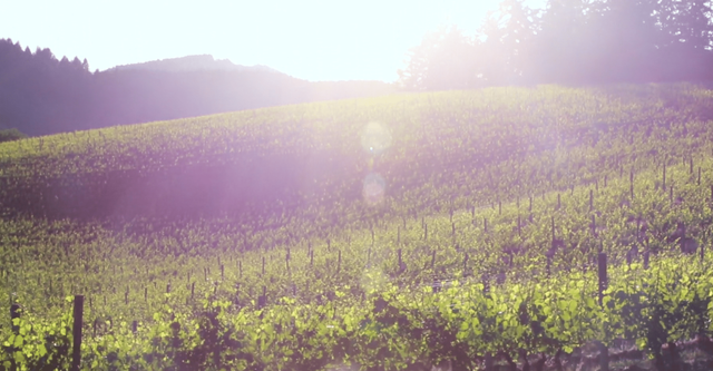 Video elk cove